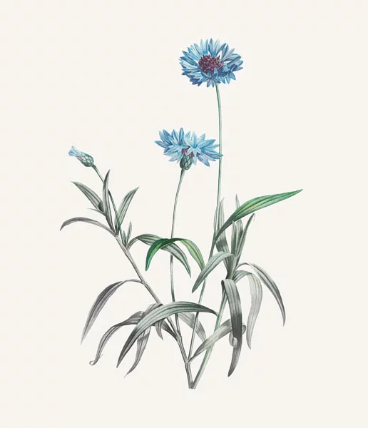 Illustration botanique du Bleuet d'après Pierre-Joseph Redouté ©Marguerite Mai