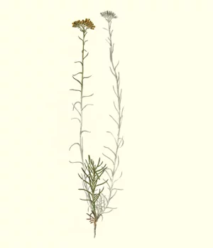 Planche botanique Helichryse
