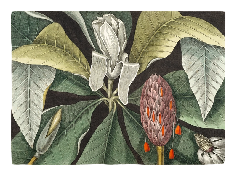 Umbrella Tree par Mark Catesby. Original de la bibliothèque du patrimoine de la biodiversité.